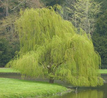 A view of the willow tree by a river